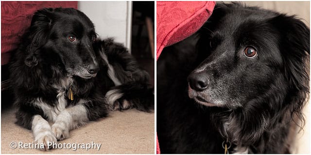 Black And White Pets As Therapy Collie Dog