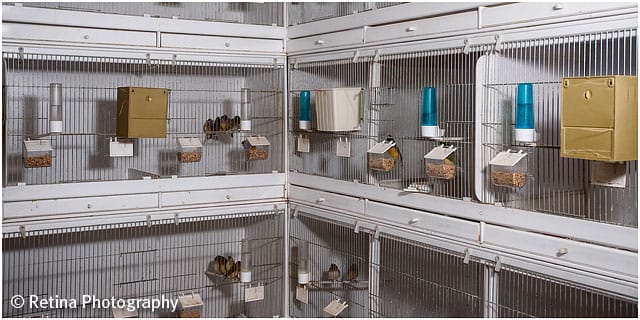 Breeding Cages of Gouldian Finch Breeder