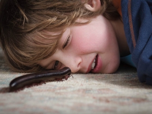 Giant African Train Millipede Crawling On Carpet With Young Boy