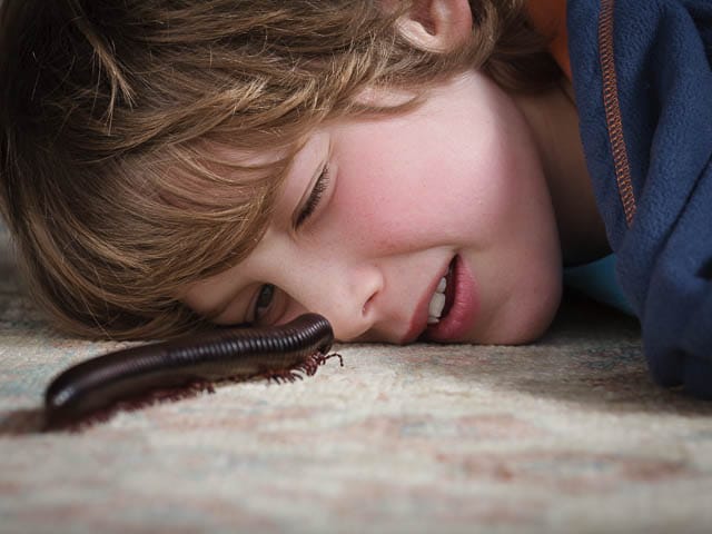 Giant African Train Millipede Crawling on Carpet With Young Boy