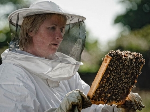 Female Beekeeper Inspecting Latest Batch Of Honey