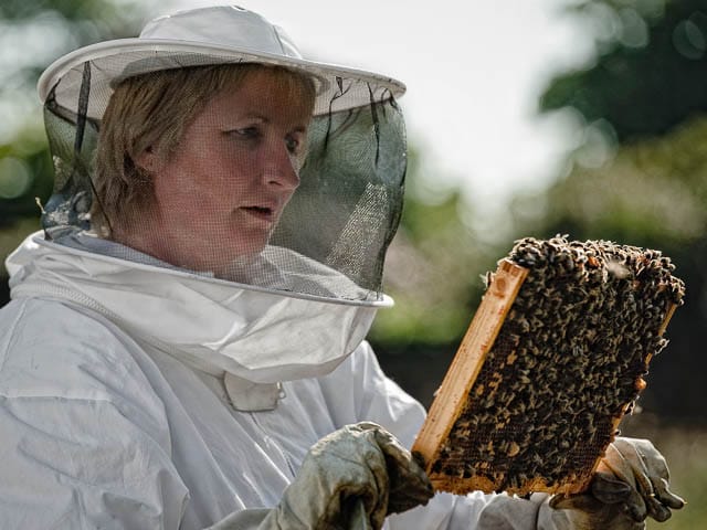 Female Beekeeper Inspecting Latest Batch of Honey