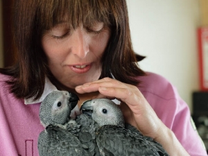 African Grey Parrots Being Hand Reared By Owner