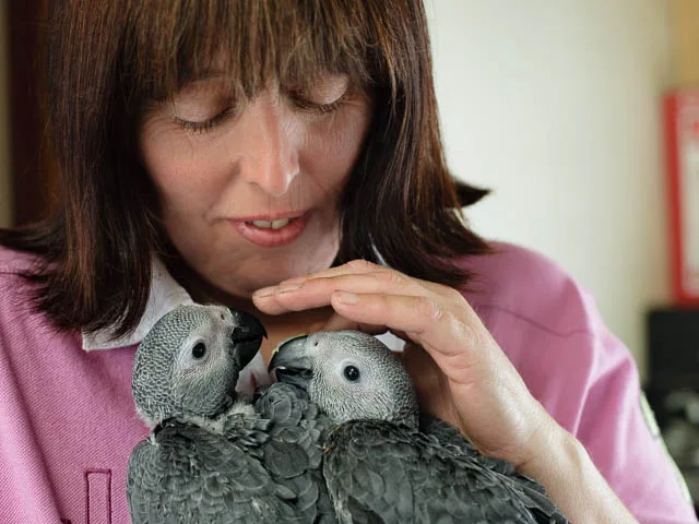 African Grey Parrots Being Hand Reared by Owner
