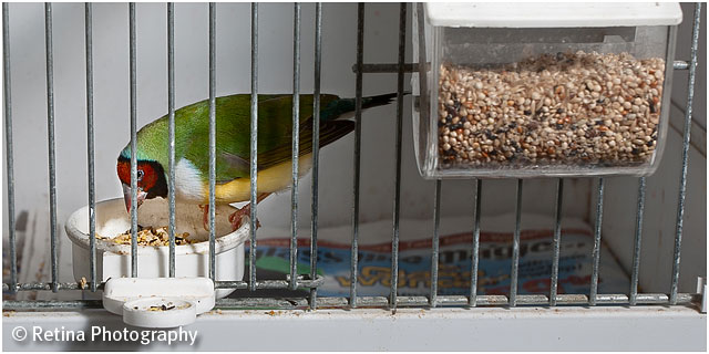 Gouldian Finch Eating Seed in Cage