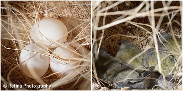 Gouldian Finch Eggs in Nest