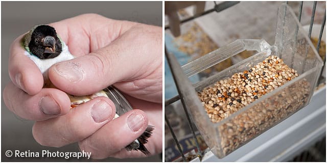 Gouldian Finch in Hand of Bird Breeder With Food Tray