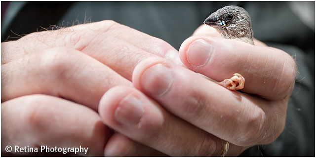 Gouldian Finch In Hand Of Bird Breeder