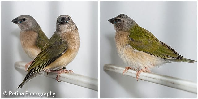 Finches on Perch in Cage 01