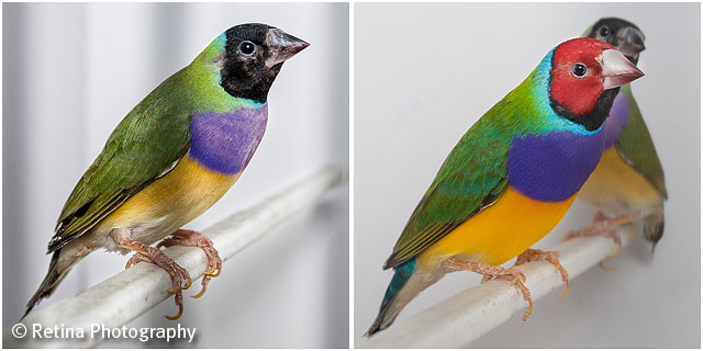Gouldian Finches on Perch in Cage 02