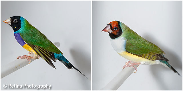 Gouldian Finches on Perch in Cage 03