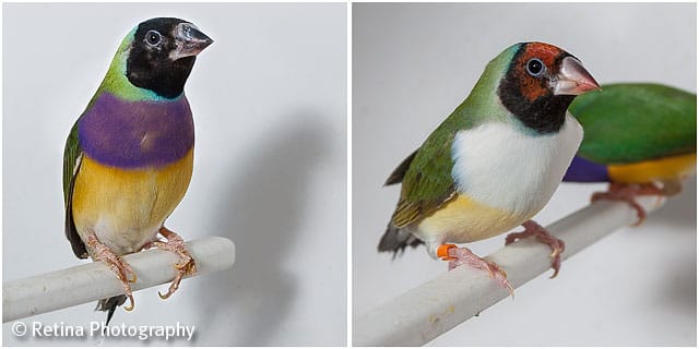 Gouldian Finches on Perch in Cage 04