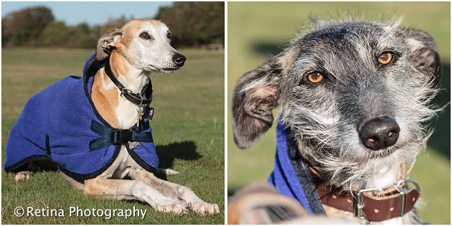 Long And Short Haired Lurcher Dogs