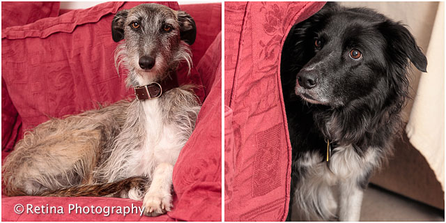 Long Haired Lurcher And Collie Dog Portraits