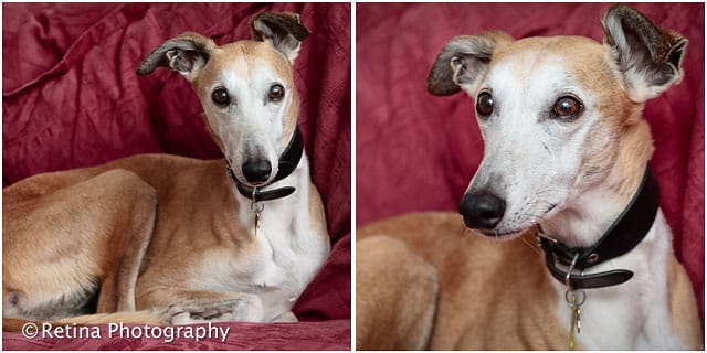 Short Haired Lurcher Dog on Red Sofa