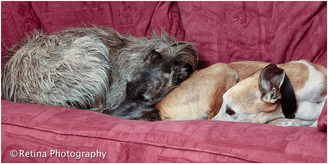 Lurcher Pet Dogs on Red Sofa