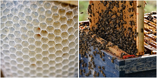 Beehive Honeycomb And Bees