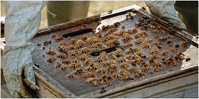 Bees Being Removed From Hive