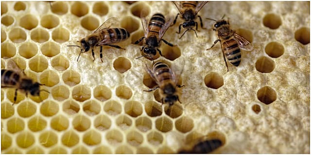 Bees On Honeycomb