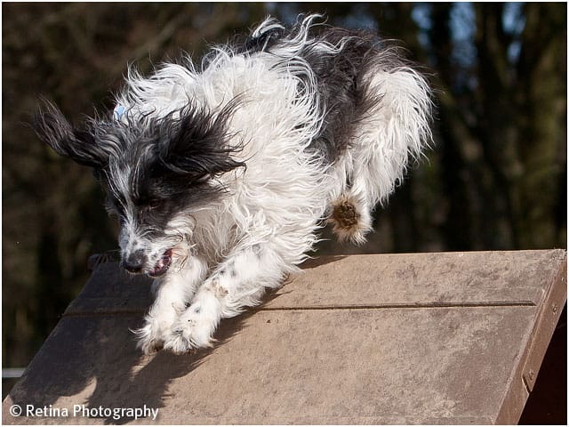 Dog Agility A Frame Action