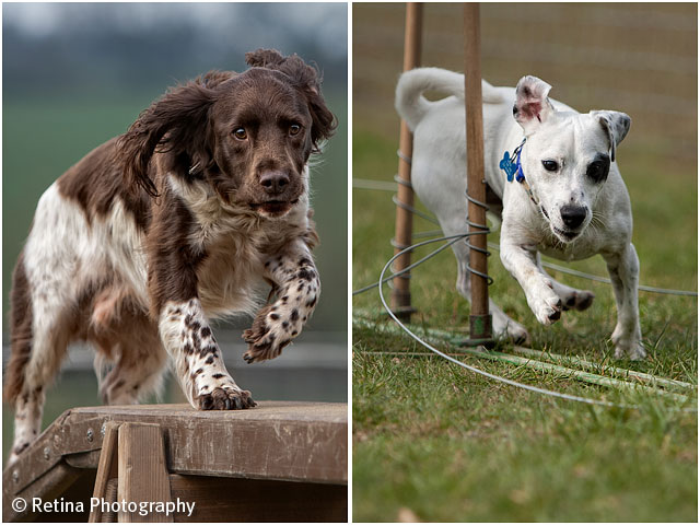 Dog Agility Beam And Weaves