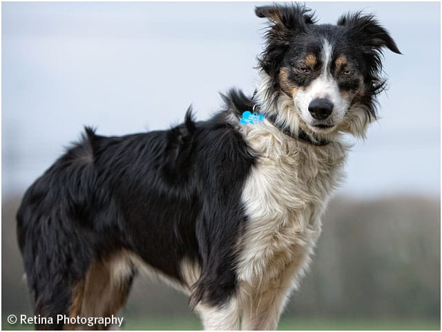 Dog Agility Collie Dog Posiing For Camera