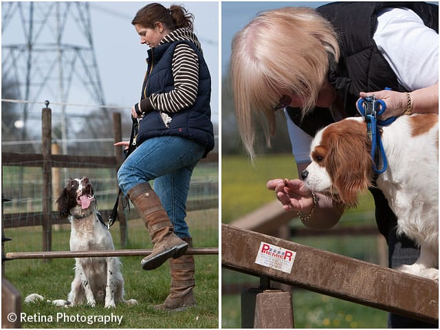 Dog Agility Incentive And Demonstration