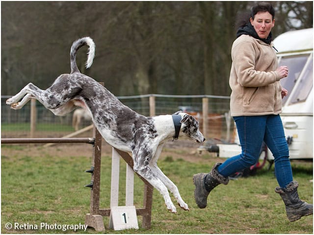 Dog Agility Jumping With Handler