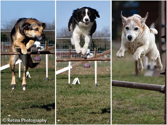 Dog Agility Jumping