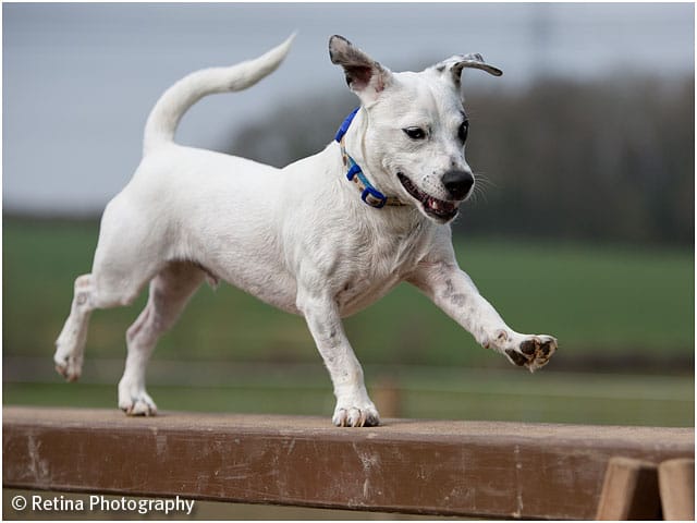 Dog Agility Long Beam