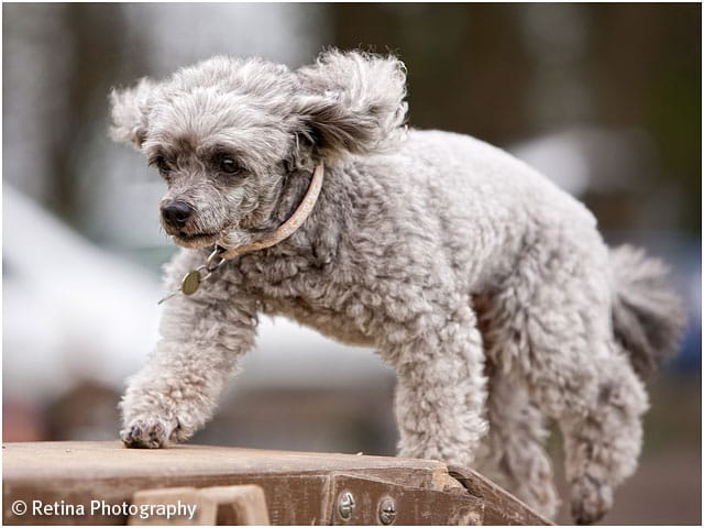 Dog Agility Poodle On Long Beam