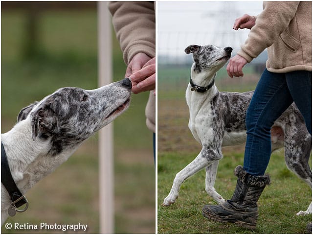 Dog Agility Reward For Good Behaviour