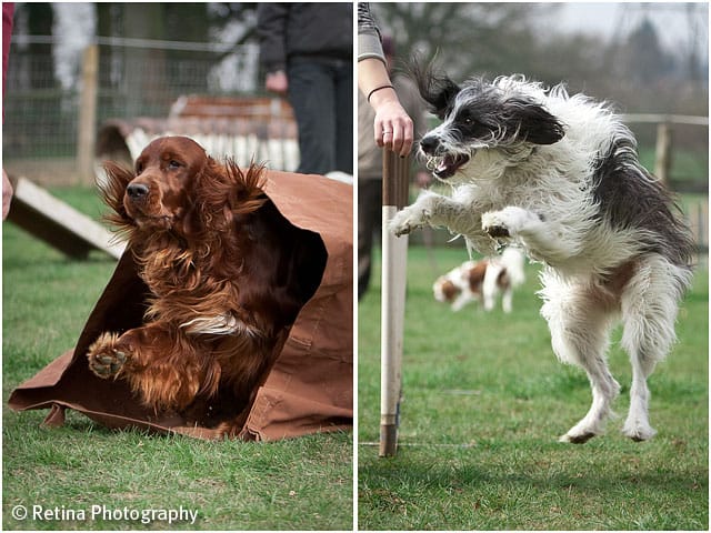 Dog Agility Tunnel And Jump