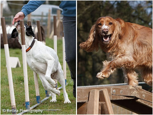 Dog Agility Weave And Long Beam