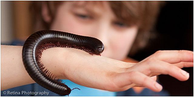 Giant Millipede Crawling Over Young Boys Arm