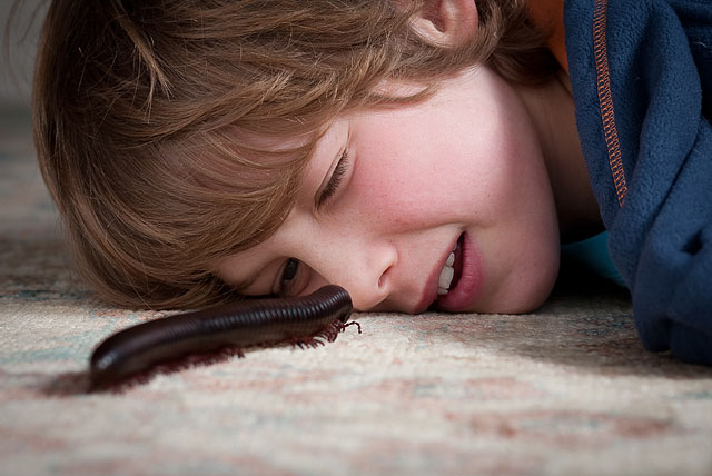 Weekend Passions Editorial Giant Millipede Crawling Towards Young Boy