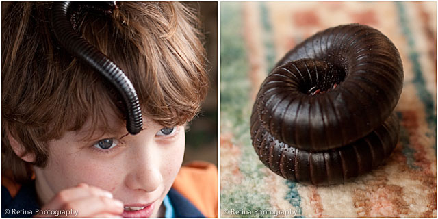 Giant Millipede On Young Boys Head And Warming Up