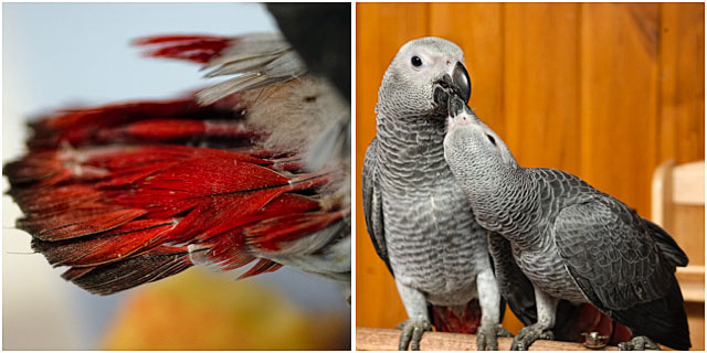 Hand Reared African Grey Parrots Feathers And Love