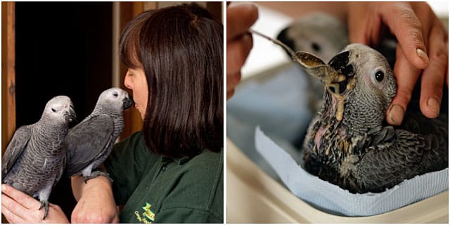 Hand Reared African Grey Parrots Feeding And Holding