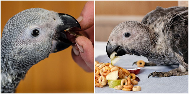 Hand Reared African Grey Parrots Feeding Time