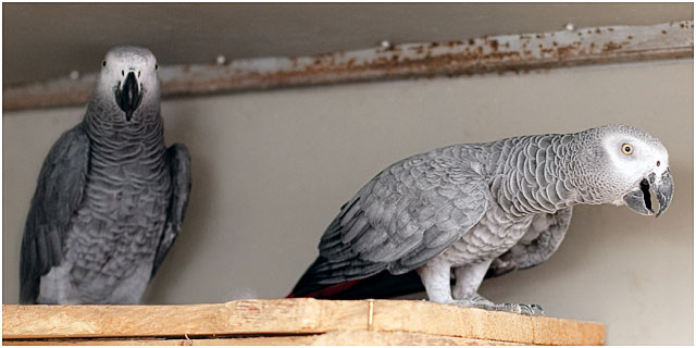 Hand Reared African Grey Parrot Parents Of Chicks