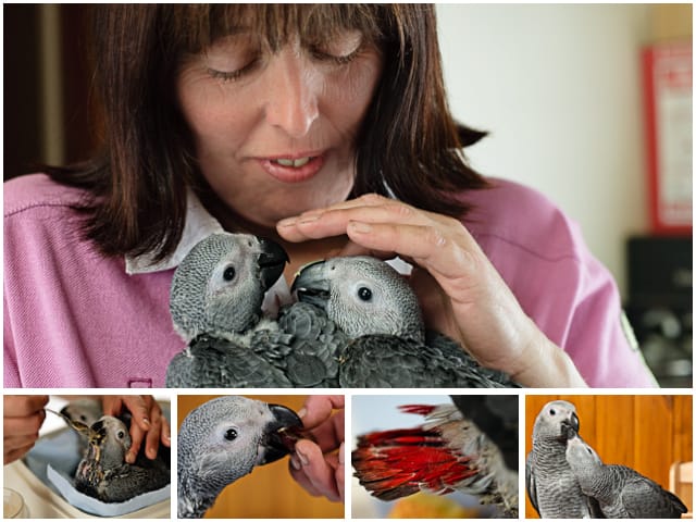 Weekend Passions Hand Reared Parrots Editorial Montage