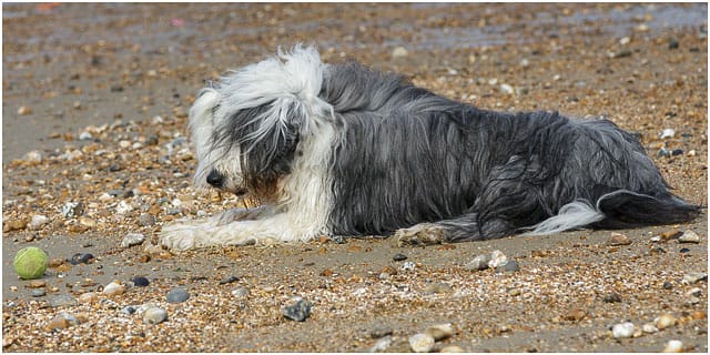 Bearded Collie Dog Playing Ball On Southsea Beach