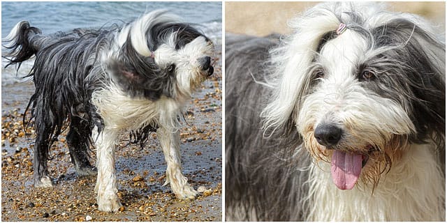 Portrait Of Bearded Collie Dog On Southsea Beach