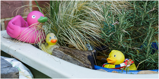 Plastic Ducks In Bathtub With Foliage