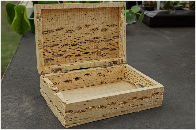 Box Made From Cactus Plant Flesh