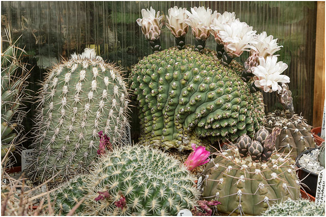  Gymnocalycium quehlianum, crested ('cristate') form, with Islaya sp. (left back) and Sulcorebutia vizcarrae (pink flower) and two other Gymnocalycium sp. to the right (brownish bodies).
