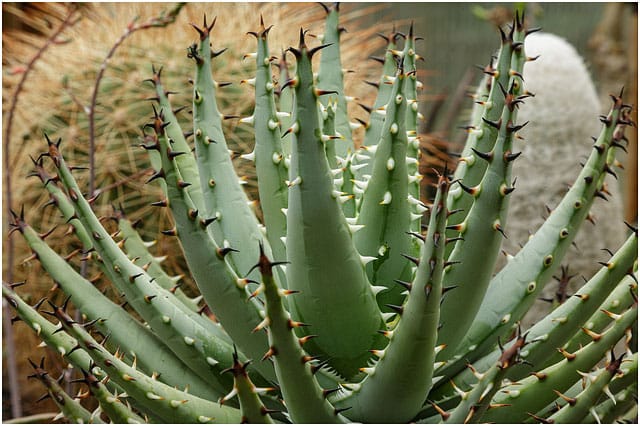 Aloe erinacea