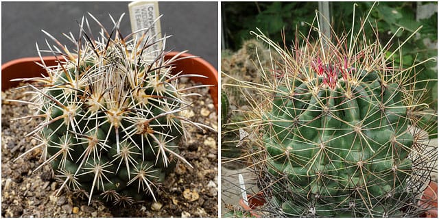 [L] Coryphantha borwigii. [R] Hamatocactus haematacanthus