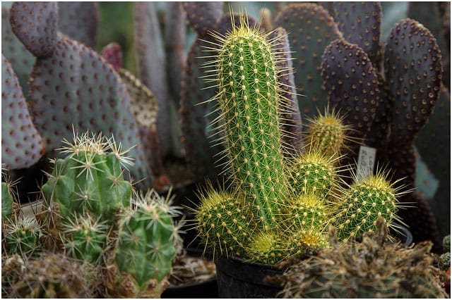 Background: Padded plants, Opuntia basilaris; Foreground, left Thelocactus leucanthus ssp. schmollii; right Echinopsis (Lobivia) huascha ssp. rubriflora.